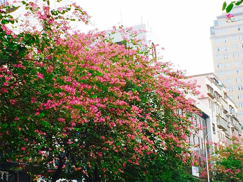 武汉市树市花图片